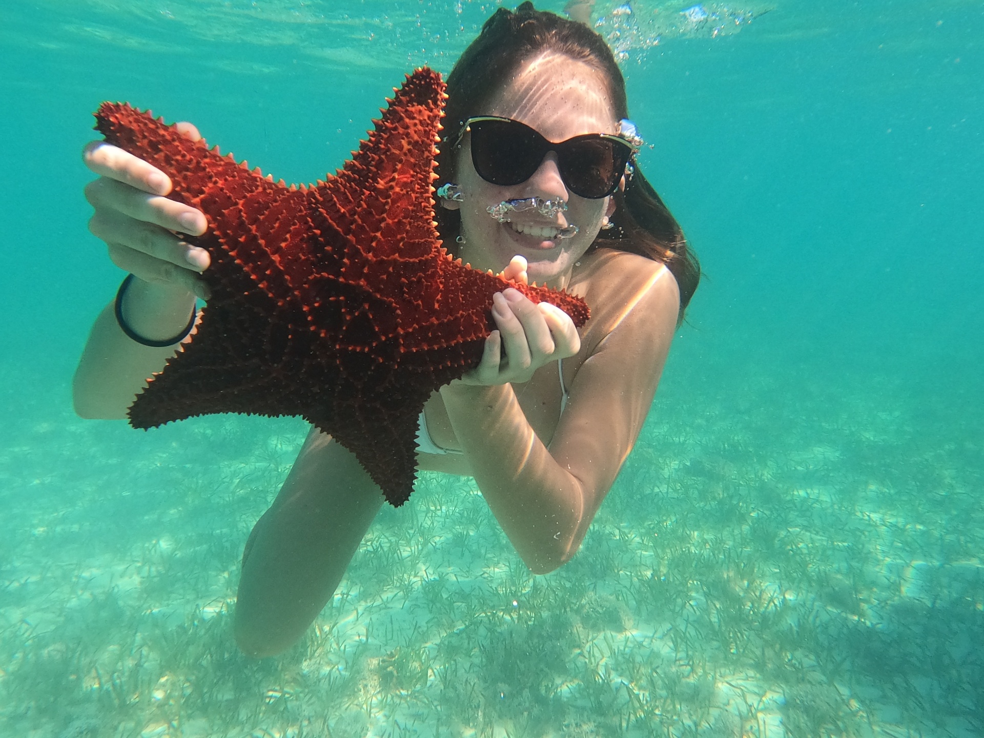 Underwater moment holding a red Caribbean starfish in clear water